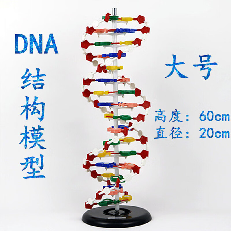 大号dna结构模型dna双螺旋结构模型高中生物实验器材教学仪器