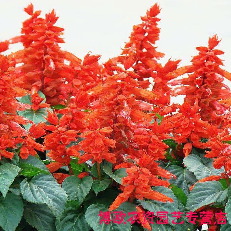 一串红种子矮串串花苗四季开花易种耐寒花卉花籽秋季庭院播种易活