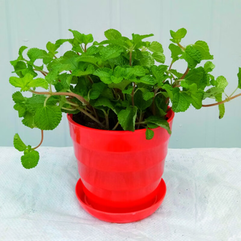 云倉吸毒草吊蘭薄荷小盆栽室內(nèi)綠植花卉Z1 紅色盆吸毒草 含盆