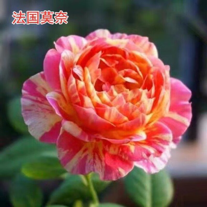 春花妙意带花苞发货玫瑰花苗大花月季花苗灌木月季花树苗四季浓香盆栽花卉 法国莫奈中杯苗