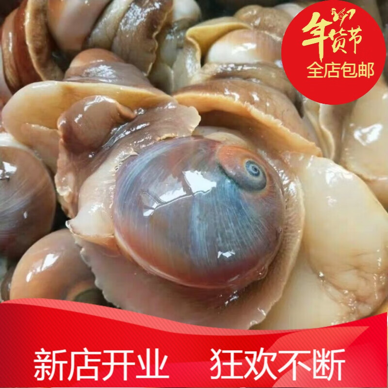 无沙猫眼螺白玉螺香螺肚脐螺海鲜贝类 鲜冻猫眼螺(每斤10个左右) 2斤