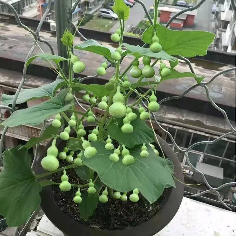 葫芦种子植物阳台盆栽净化空气芽染色宝特小葫芦草本花卉 葫芦种子5粒