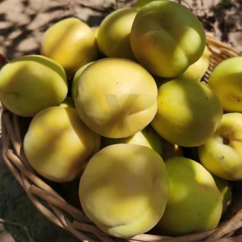 iosn山西阳高大接杏新鲜水果杏子大黄杏阳高大京杏5斤装大杏 阳高大接