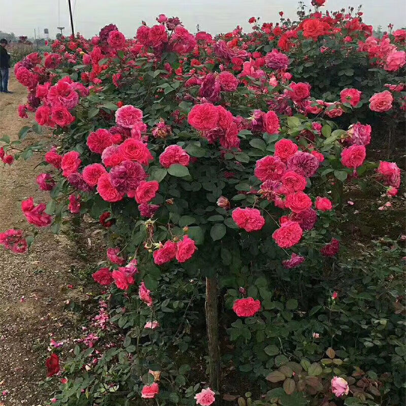 树状大花月季嫁接月季花苗老桩庭院盆栽地栽树桩月季树特大花浓香