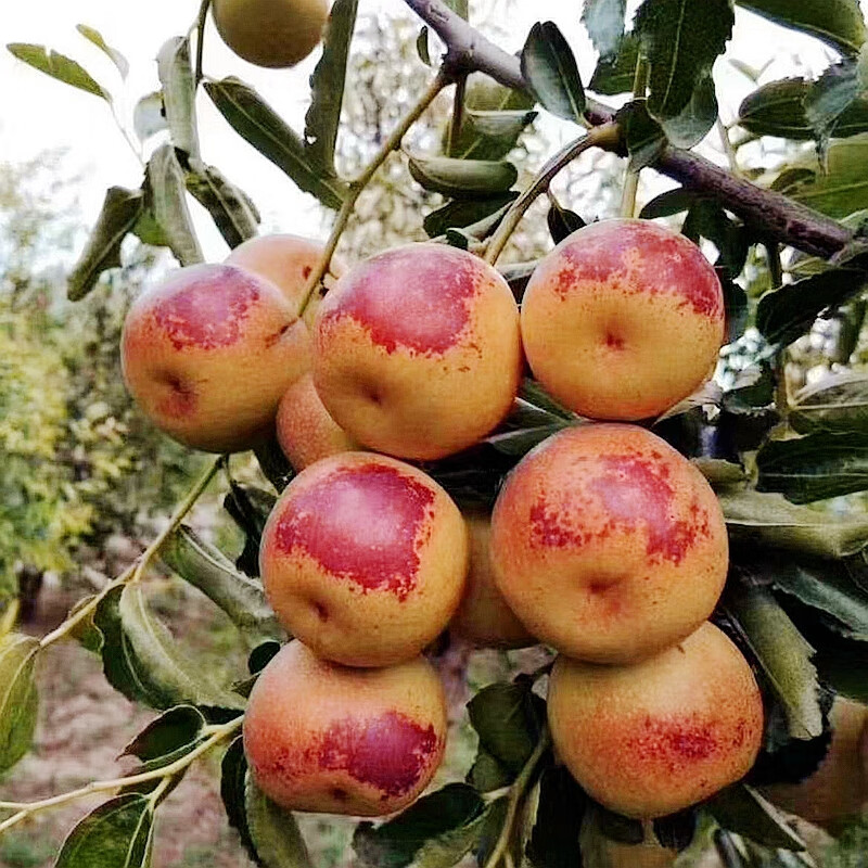 怎么看京东苗木商品的历史价格|苗木价格走势图