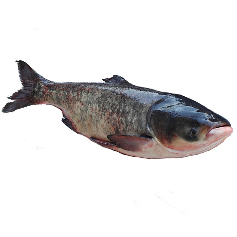 安峰山淡水鱼花鲢鱼头新鲜大头鲢鱼现杀鳙鱼头 (净膛前)每条约15kg