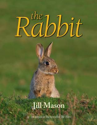 预订The Rabbit