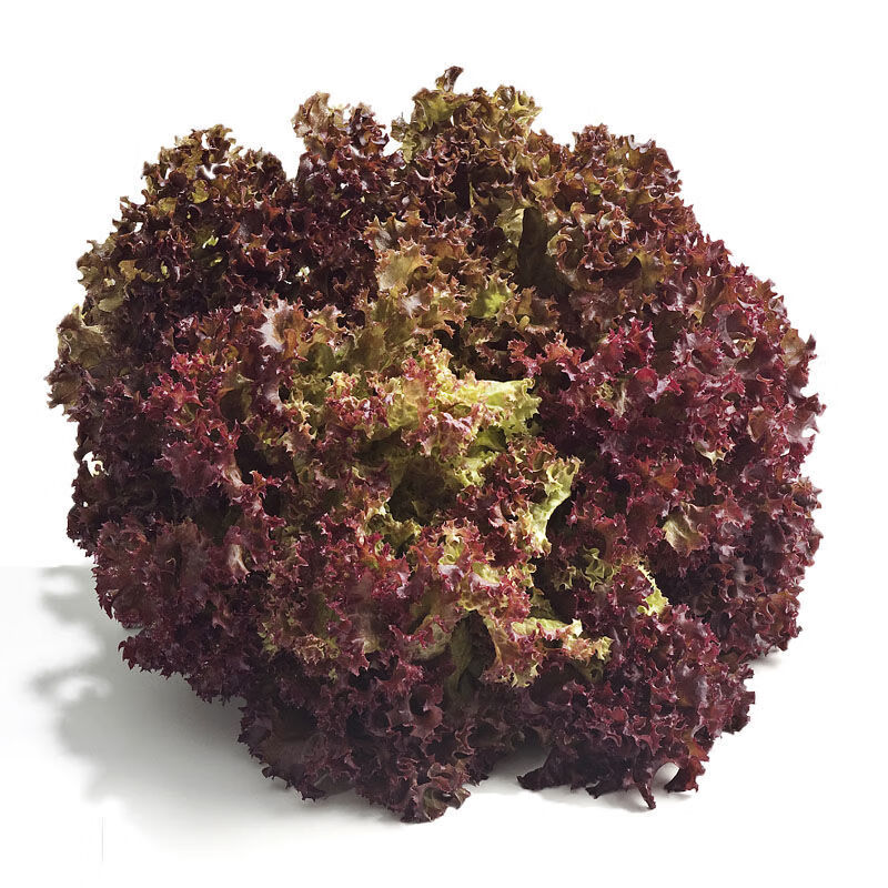 红叶生菜2斤装 罗莎红 紫叶生菜 新鲜蔬菜沙拉食材 红叶生菜2斤装