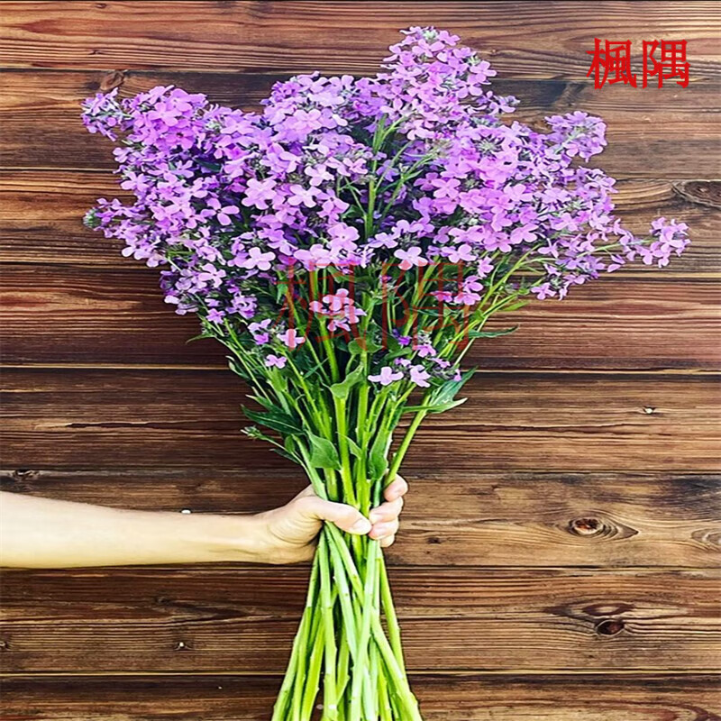 楓隅蓝香芥种子观花种籽户外四季多年生庭院观叶种孑 蓝香芥种子一斤