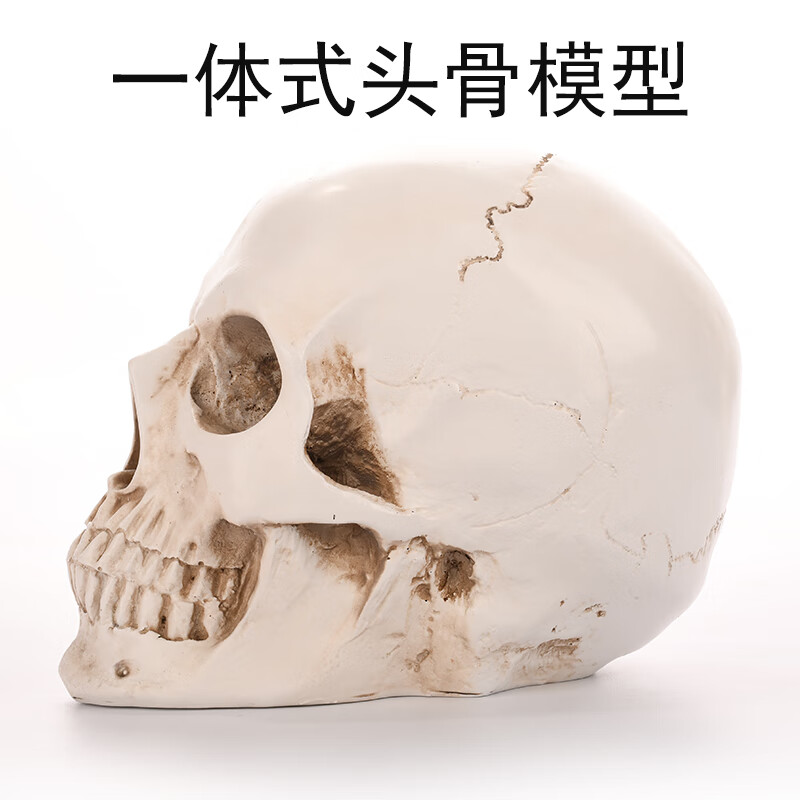 骷髅头 1:1真人大小一体式头骨模型