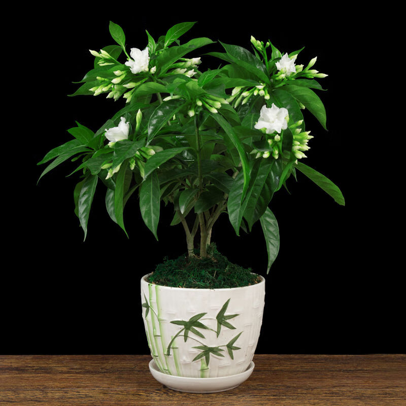 丁香花【夏季开花好养】盆栽室内客厅阳台植物四季开花芳香 丁香花(竹