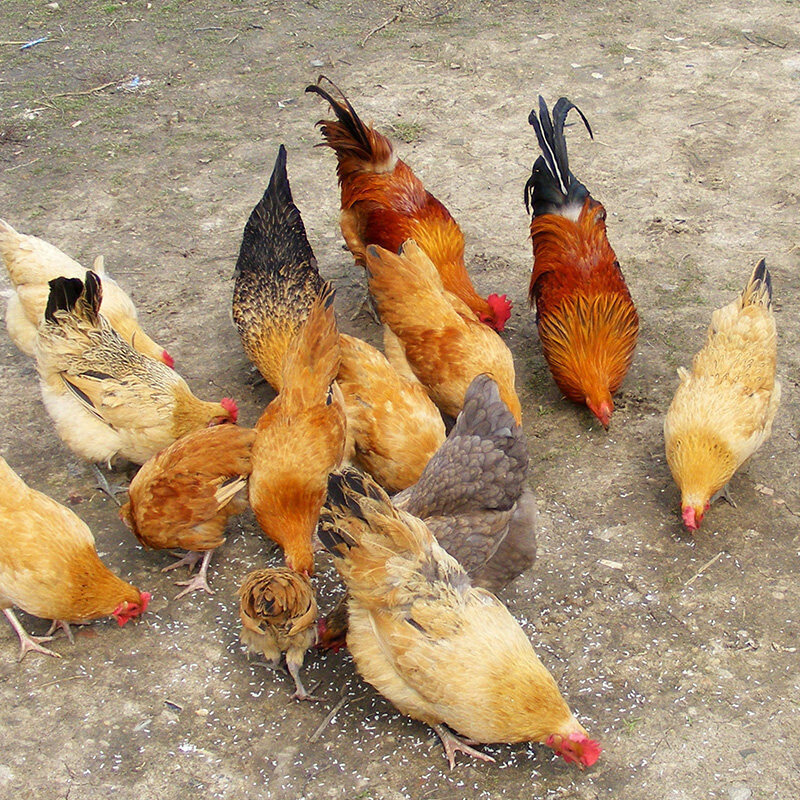 荣郁麻羽绿壳蛋鸡活苗产蛋王鸡活苗鸡小鸡活苗青脚鸡半大土鸡苗下蛋鸡