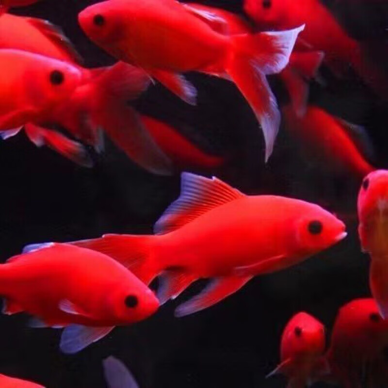 nong chang) 冷水观赏鱼红鹦鹉血鹦鹉葡萄眼黑眼金鱼冷水鹦鹉鱼活体活