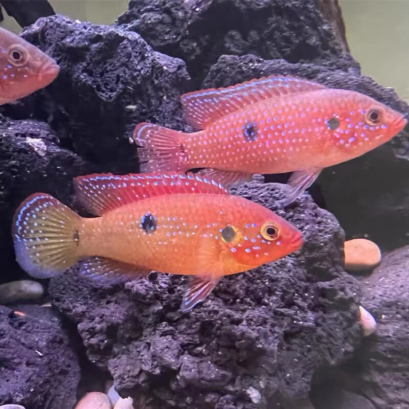 红宝石鱼血钻鱼热带鱼球型三湖慈鲷马鲷科鱼鱼观赏鱼包活 蓝色 红宝6