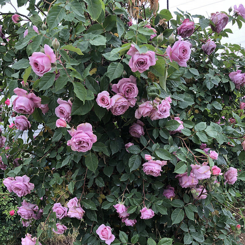 苏鲁雅卉欧洲月季盆栽地栽大苗蔷薇花苗藤本月季大花浓香庭院爬藤植物