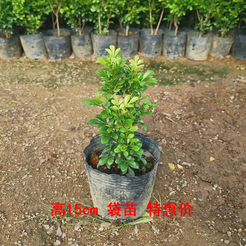 锦语清雅米兰花盆栽树苗植物室内花苗浓香型四季开花米仔兰老桩大棵好