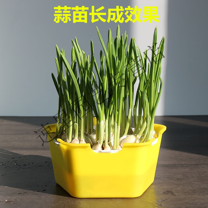 新育苗盘小号芽苗菜种植盘无土栽培纸上种菜水培托盘葱苗蒜苗神器 姜