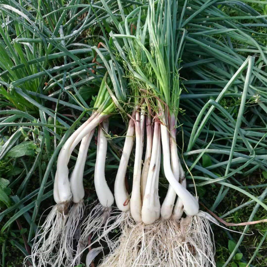 【京喜新人领】新鲜藠头农家自种荞头茭叶新鲜时令蔬菜江西荞头现挖现