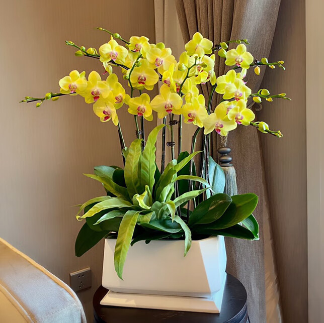 蝴蝶兰盆栽年宵花卉开业乔迁商务送礼品盆景上海花 黄花红心5枝白方矮