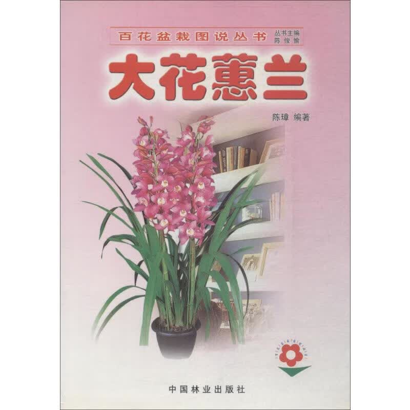 大花蕙兰
