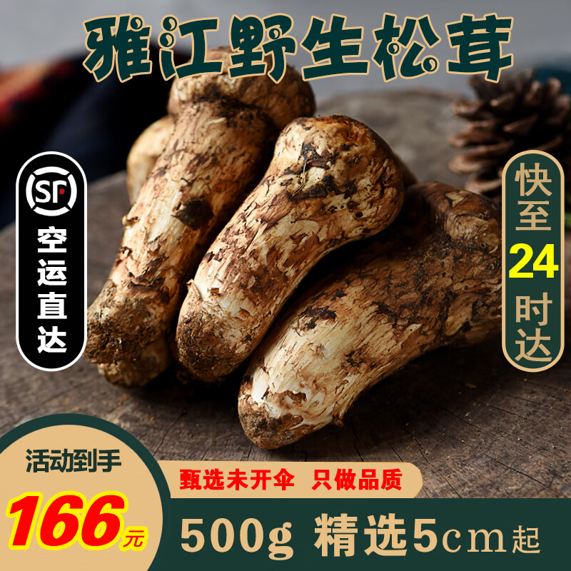 土地母亲计划雅江新鲜松茸菌未开伞菌汤 空运直达 快至24小时达 送礼团购 出口标准未开伞 5-5.8cm 500g属于什么档次？