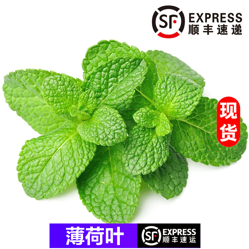 桃李村【顺丰】新鲜薄荷叶 泡水装饰薄荷 西餐摆盘 250g