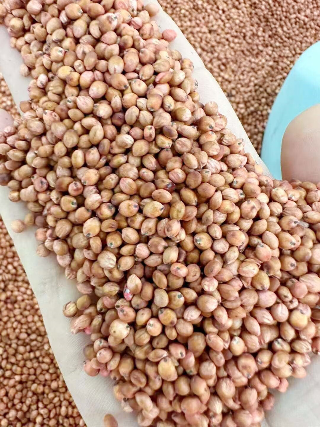 芗苒高丹草种子牧草种籽新货籽 进口高丹草种子一斤