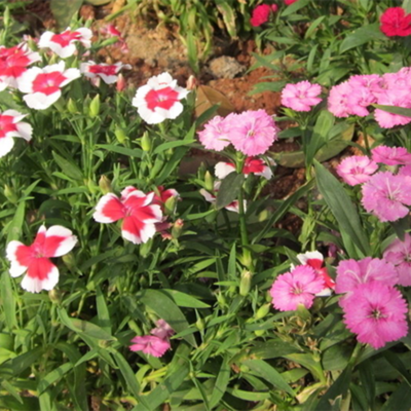 畷园 五彩石竹花种子野花组合混色观花阳台庭院耐寒种植欧石竹初吻花