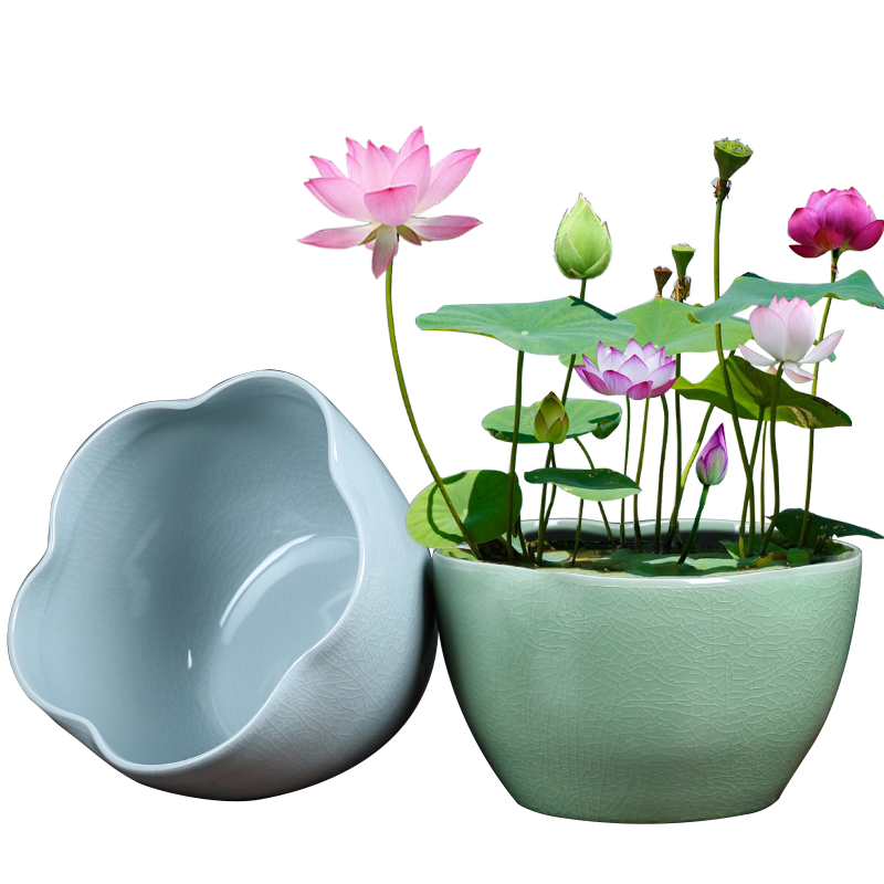 裕軒堂 開(kāi)片哥窯水培花盆銅錢(qián)草睡蓮一葉蓮盆無(wú)孔陶瓷簡(jiǎn)約家用室內桌面 KY-蓮花口-粉青黑 特大