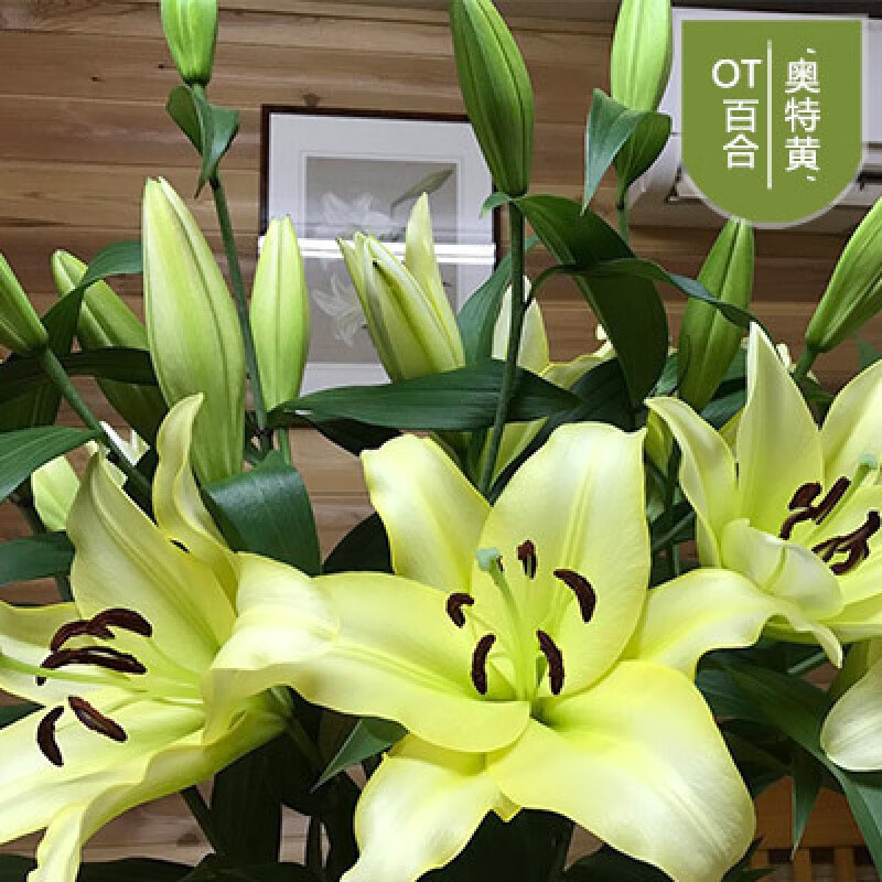 一名花匠百合花盆栽四季开花带芽香水百合室内外花卉盆栽百合种球种子