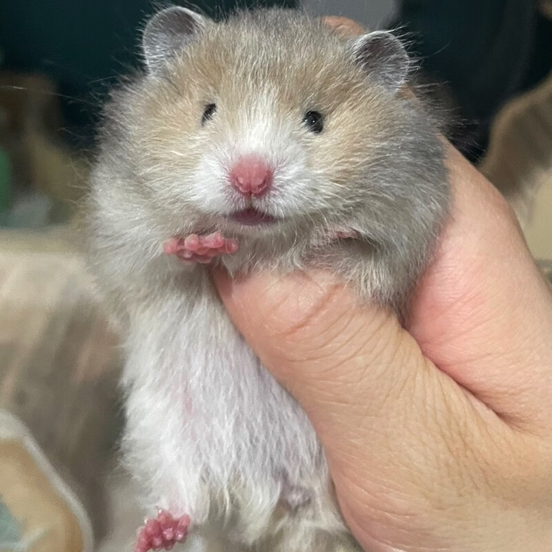 【家养】长毛金丝熊仓鼠活体温顺易上手适合宿舍家庭饲养的小动物