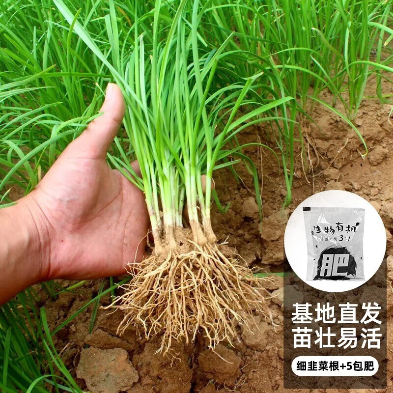 如何知道京东蔬菜种子种苗历史价格|蔬菜种子种苗价格走势图