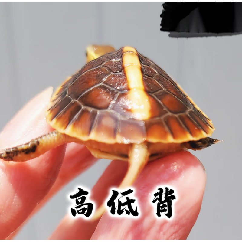 黄缘龟幼龟安缘龟苗闭壳观赏宠物乌龟活体小青龟黄喉水龟苗 高低背缘