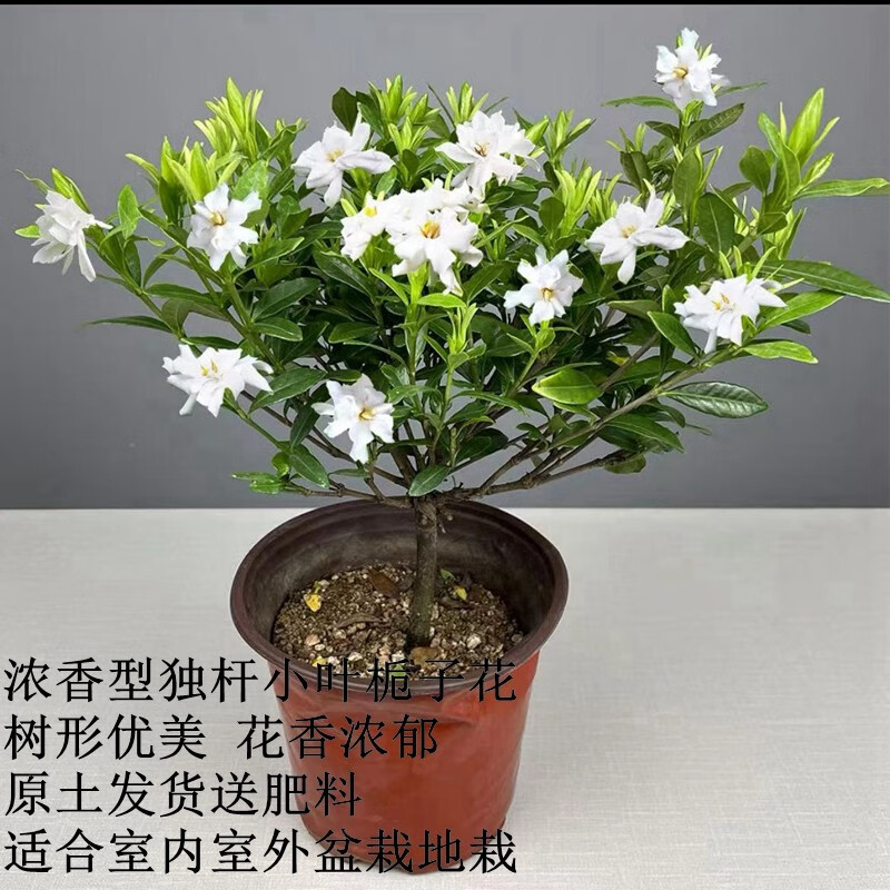 秋芊卉雀舌独杆小叶栀子花 四季丛生小叶栀子花耐寒浓香型花卉地栽