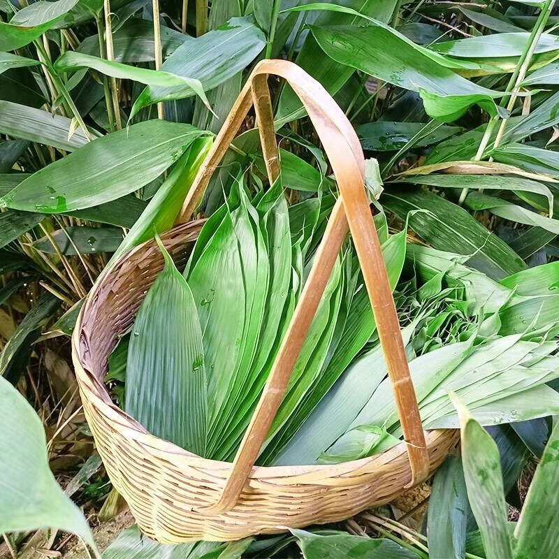 魃鲜【现货现发】新鲜大粽叶 农户人工现摘天然包粽子叶 大码箬竹叶