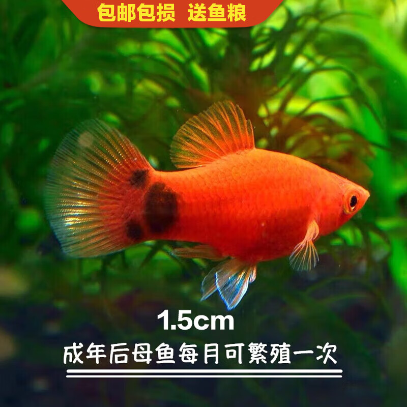 热带鱼斑马鱼灯科鱼米奇鱼孔雀鱼小型淡水观赏鱼练手鱼胎生鱼好养 1.