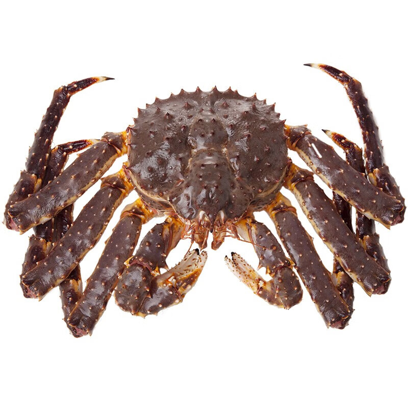 【活鲜】帝王蟹鲜活俄罗斯进口大螃蟹帝皇蟹活蟹阿拉斯加 5.2-5.5斤/一只 (鲜活发货)