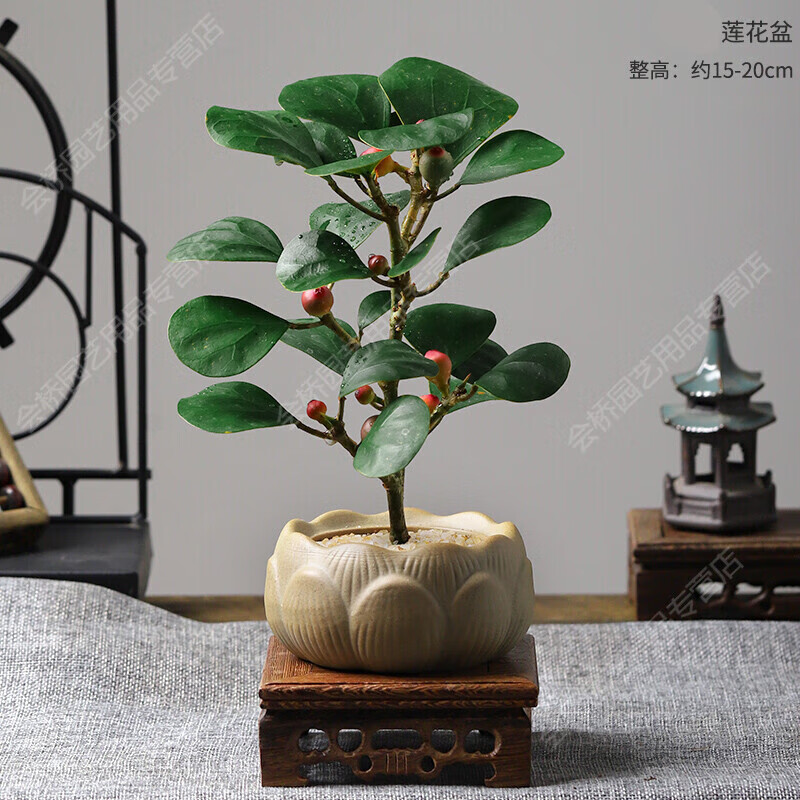 树盆景办公室绿植盆栽桌面好养小盼菩提室内茶桌植 小盼菩提 莲花盆