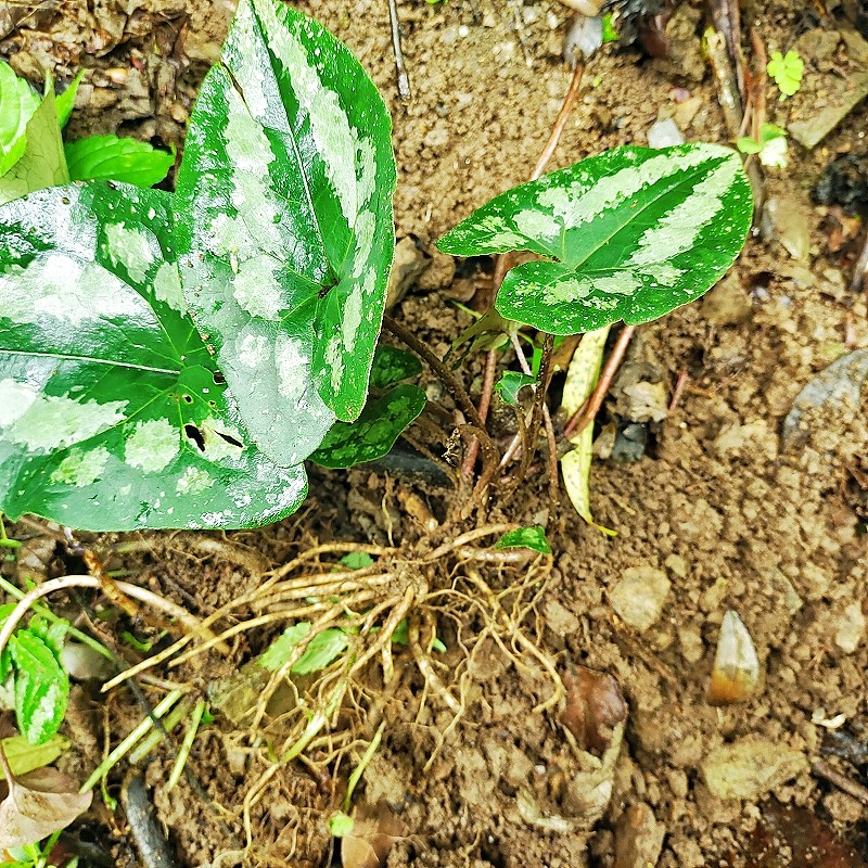 贵州深山花脸细辛马蹄细辛杜衡花面细辛水马蹄花脸猫邵叶细辛现采