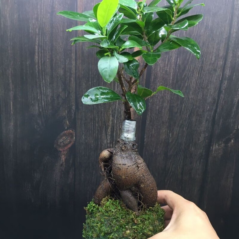 雨花蝶小叶人参榕苔藓球植物盆栽室内客厅好养绿植四季常青人参榕树