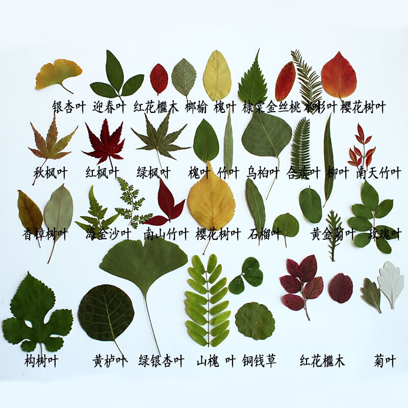 装饰材料包幼儿园植物书签压花贴画 1包(共42片约15种) 种类颜色随机