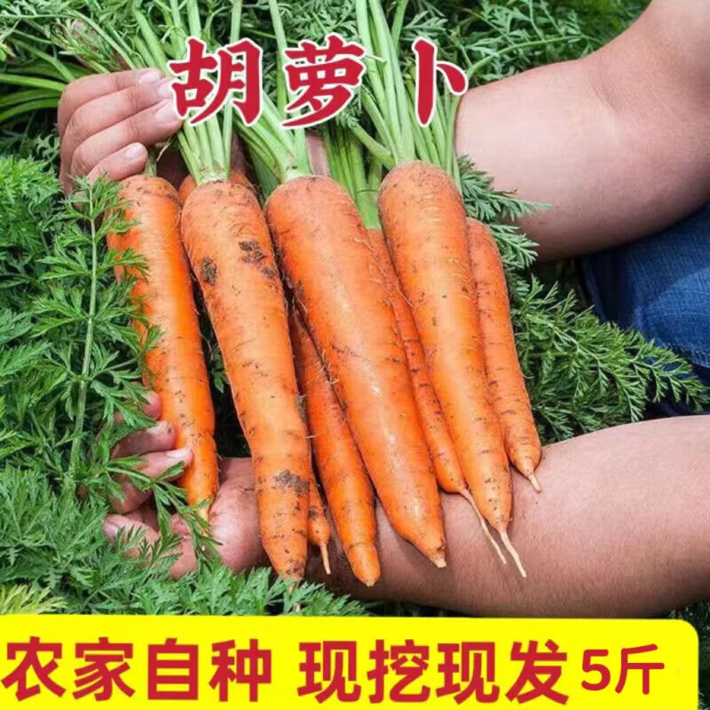 山间果好湖北新鲜蔬菜胡萝卜农家自种现挖带泥生吃脆甜沙地萝卜 5斤新鲜胡萝卜