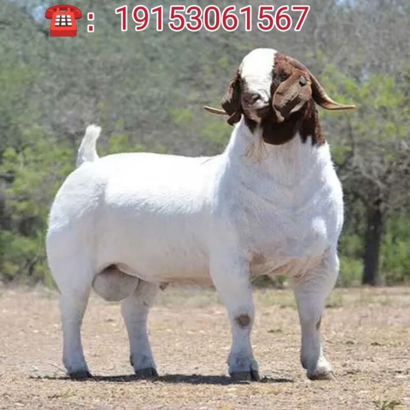 纯种波尔山羊小羊羔种羊波尔山羊小羊活苗怀孕母羊成年种公羊活羊