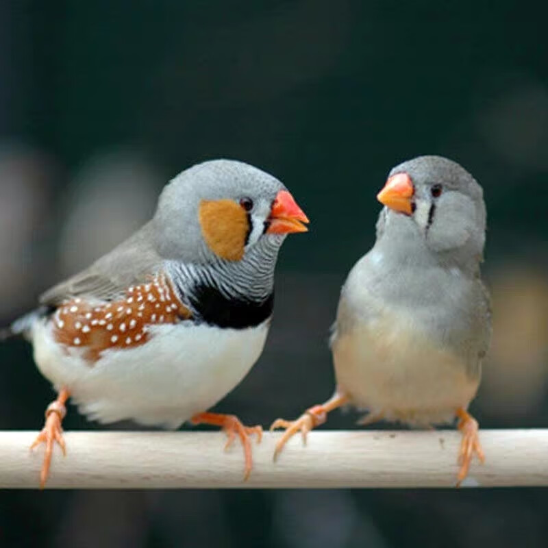 蝶贡珍珠鸟活体 鸟观赏鸟灰文白纹鸟宠物鸟白色灰色驼色可分公母活鸟