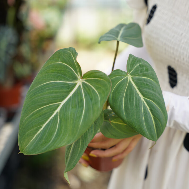 明脉蔓绿绒ins风观叶植物盆栽室内养客厅盆景好养活s 明脉蔓绿绒 120