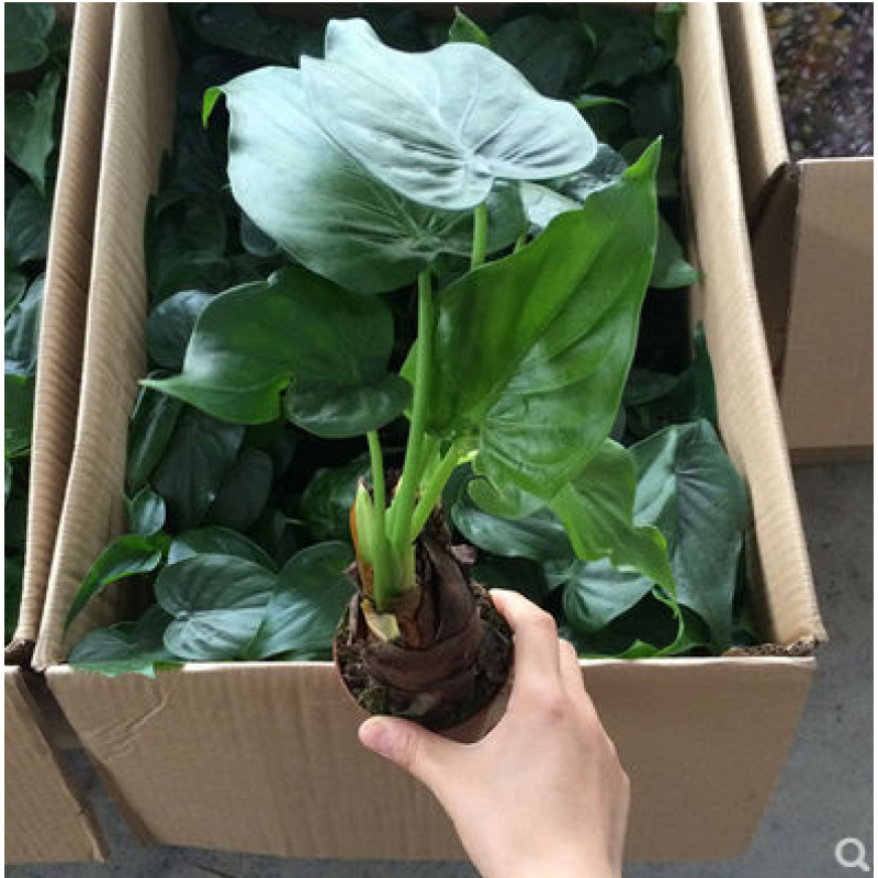 绿植盆栽 滴水观音室内盆栽绿植水培观叶花卉植物 带叶25厘米3头 不含