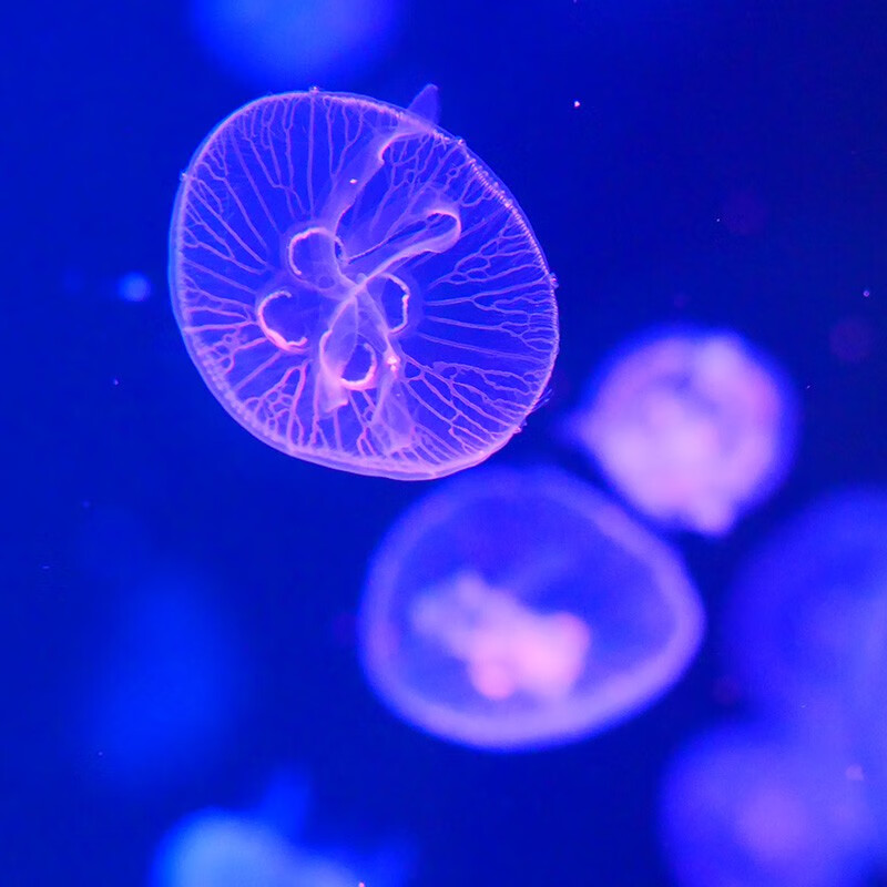 海月水母活体观赏宠物活水母梦幻神奇彩色透明减压情调海水宠物 3只(5