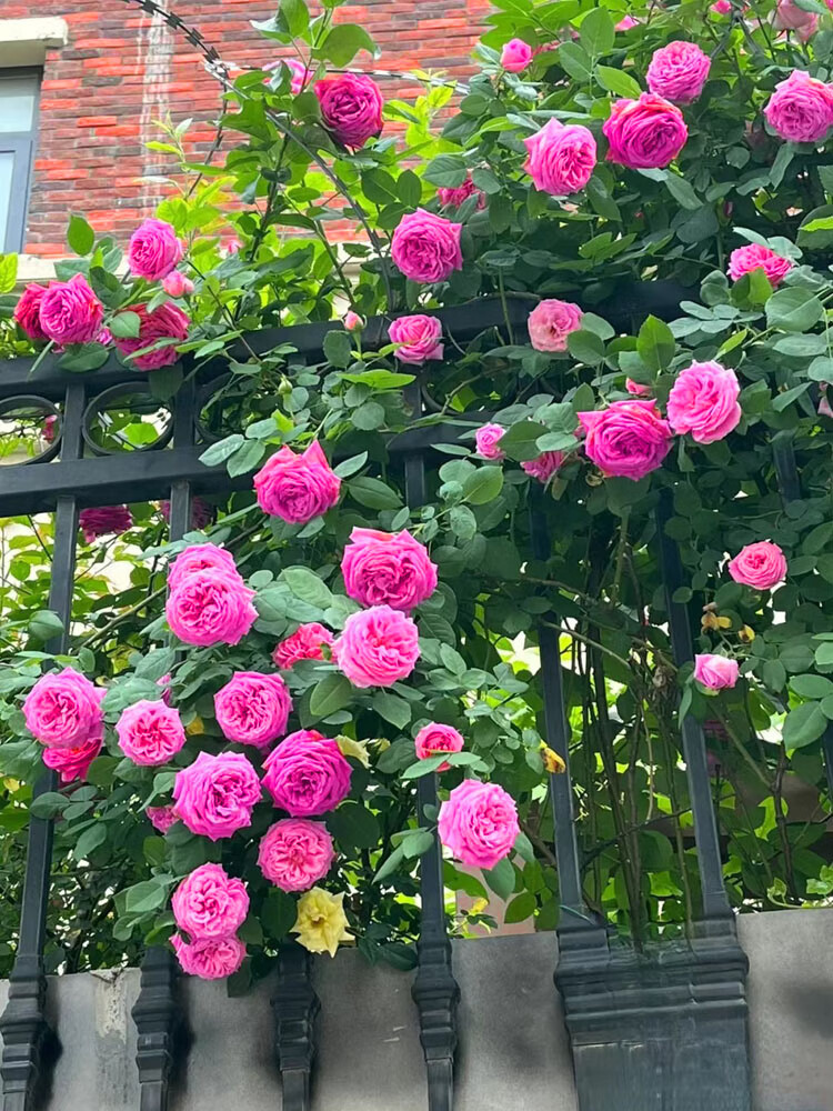 牡丹月季/中苗50厘米 不含盆