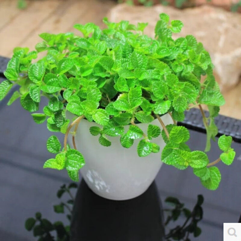 云倉吸毒草吊蘭薄荷小盆栽室內(nèi)綠植花卉Z1 白盆吸毒草 含盆