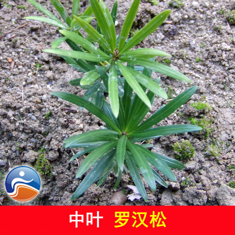 文静花坊  中叶罗汉松苗 罗汉松树苗 珍稀红芽罗汉松小苗盆景苗 吉祥